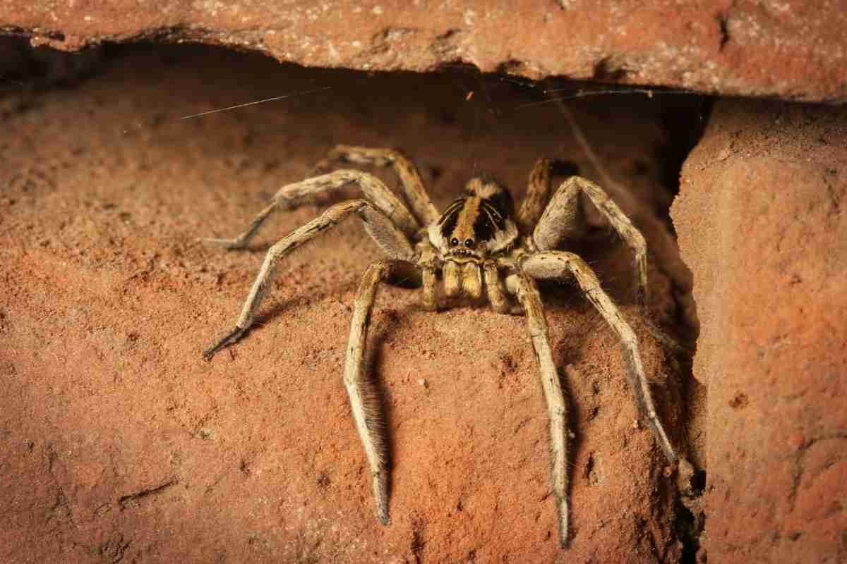 Can (And Do) Wolf Spiders Jump? Spiders