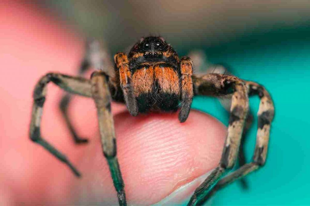 7 Ways To Get Rid Of Wolf Spiders In Your House Spiders