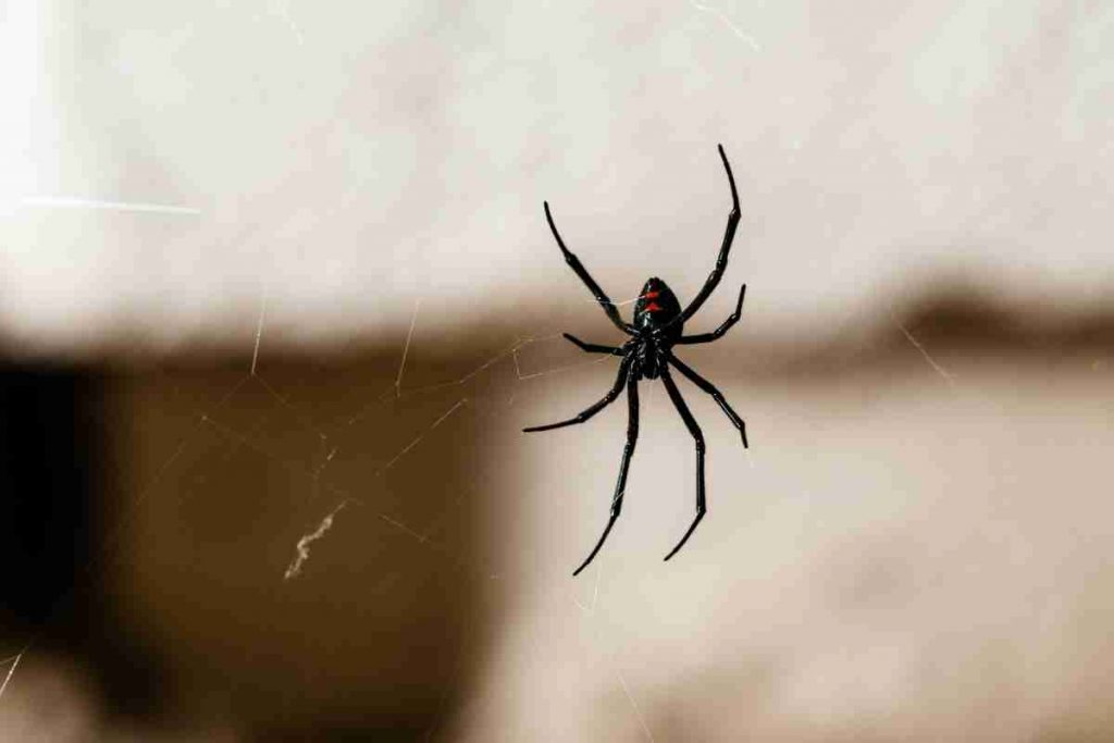 Can Spiders Regenerate Lost Legs? Spiders
