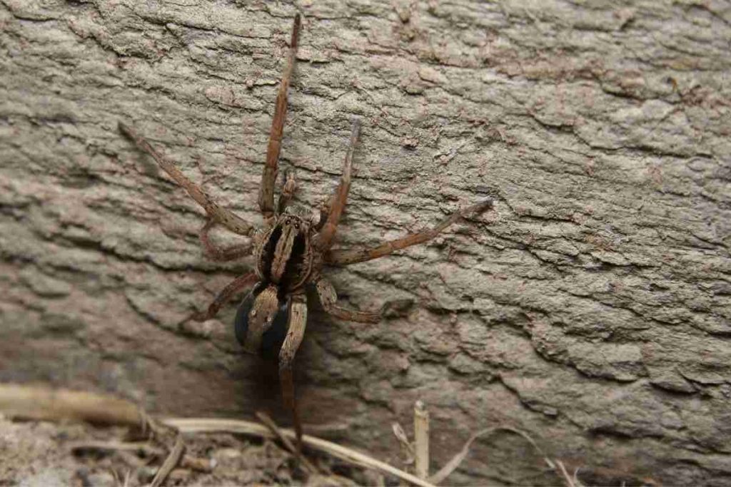 7-ways-to-get-rid-of-wolf-spiders-in-your-house-spiders-planet