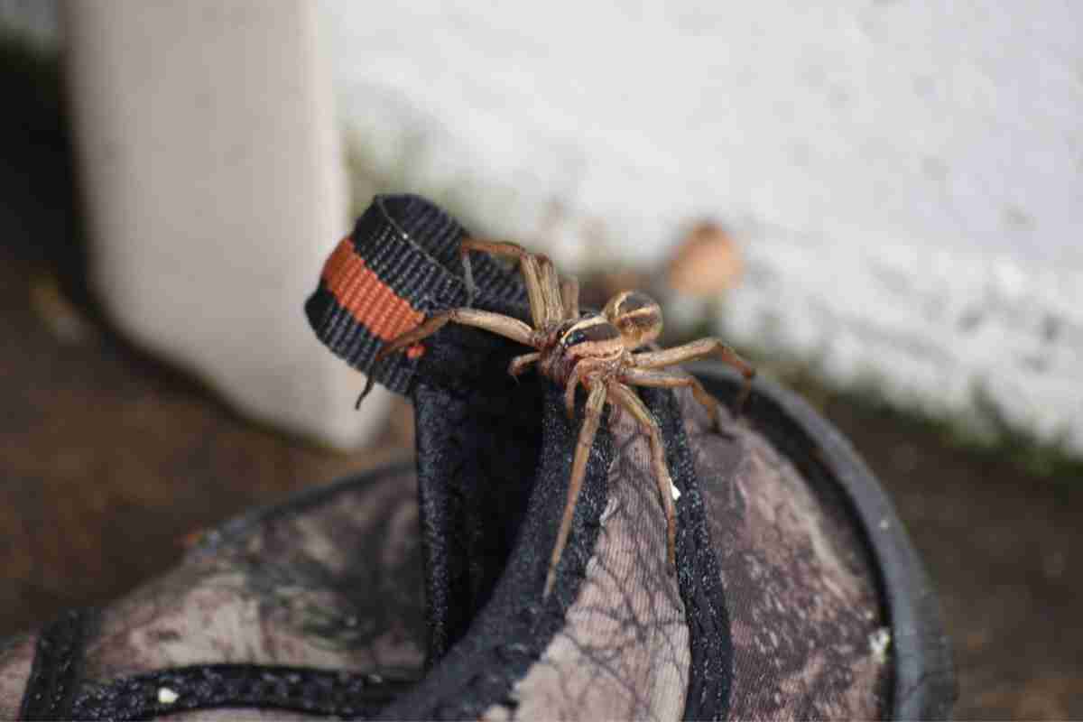 7 Ways To Get Rid Of Wolf Spiders In Your House