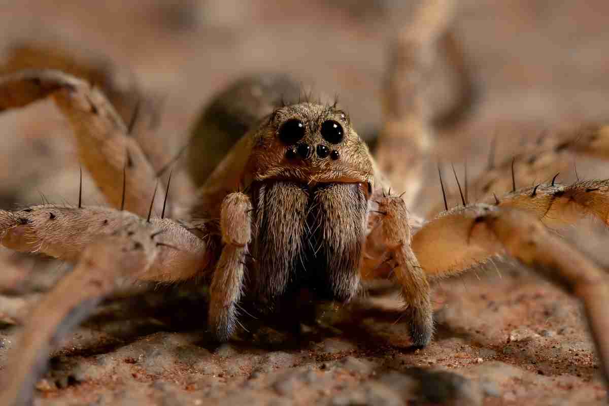 How Many Eyes Do Wolf Spiders Have?