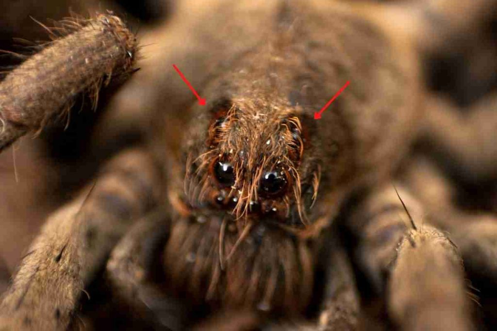 how-many-eyes-do-wolf-spiders-have-spiders-planet