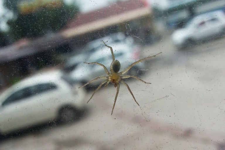 Does Lysol Kill Spiders? Should You Use It? Spiders
