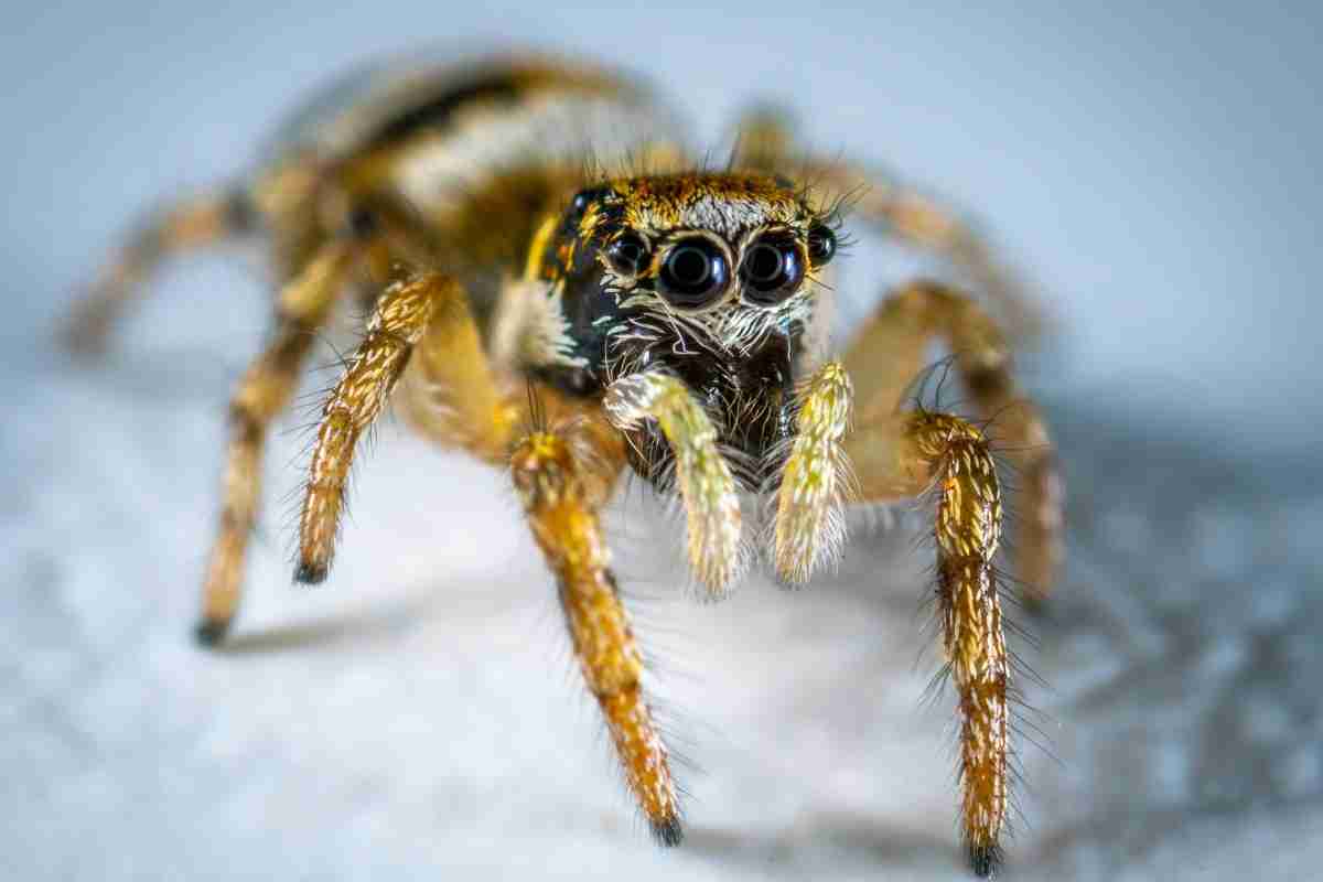 Does Lysol Kill Spiders? Should You Use It?
