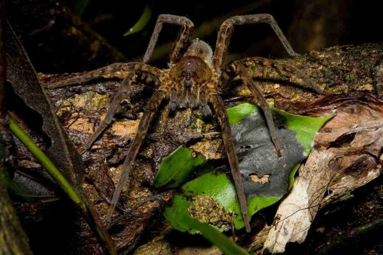 Do Spiders Have Tongues? (Spider’s Mouth Structure) Spiders