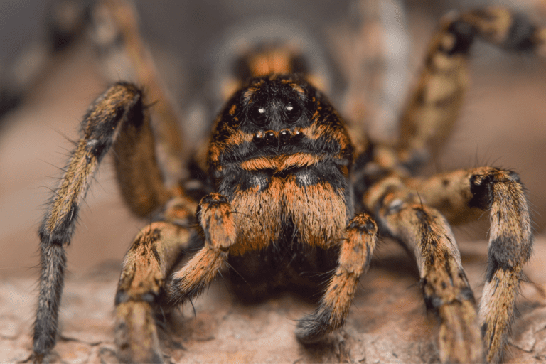Are Wolf Spiders Dangerous? (Detailed Guide) Spiders