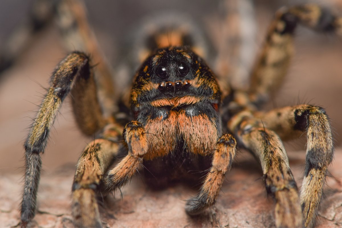 Are wolf spiders dangerous detailed guide spiders planet