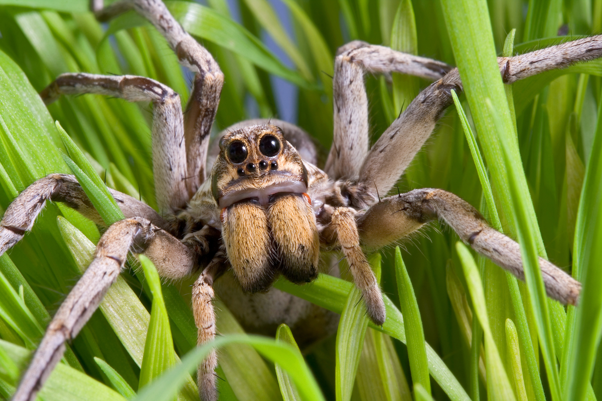 Are Wolf Spiders Dangerous? (Detailed Guide)