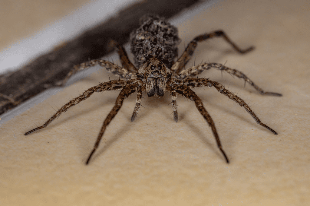 Are Wolf Spiders Poisonous