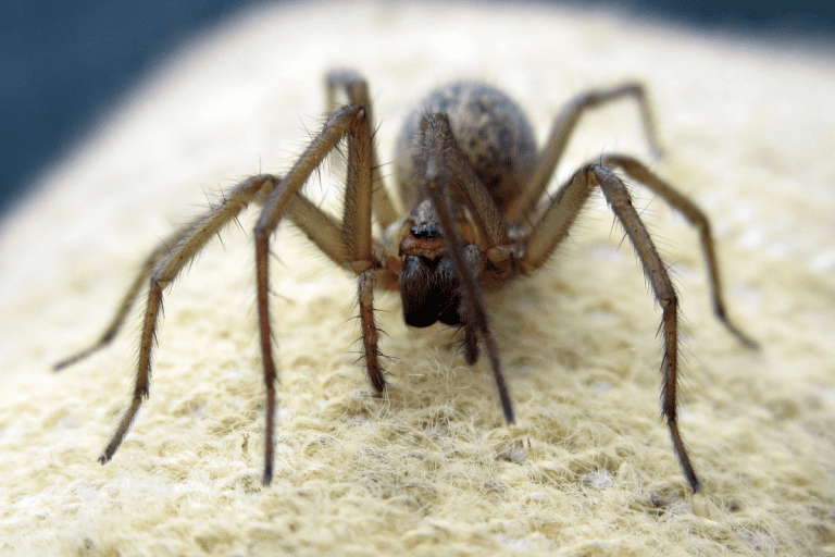 The Truth About Wolf Spiders Are They Poisonous? Spiders