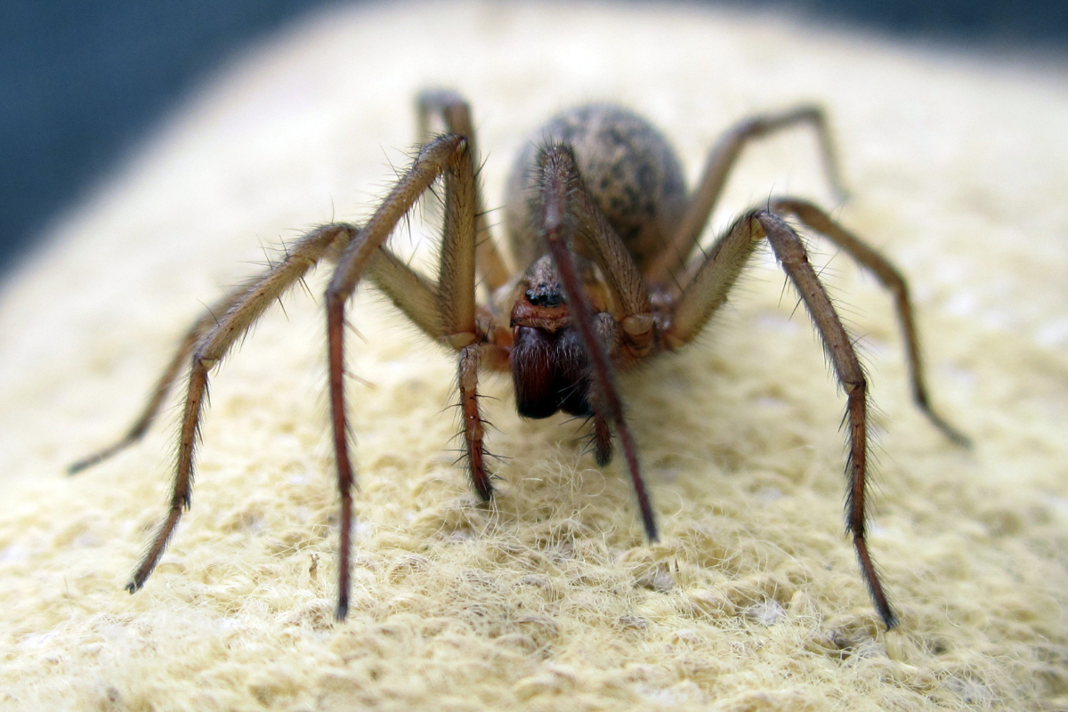 The Truth About Wolf Spiders: Are They Poisonous?