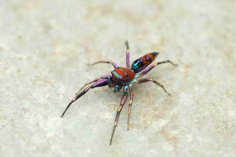 16 Blue Spiders You Won't Believe Exist: With Photos! | Spiders Planet