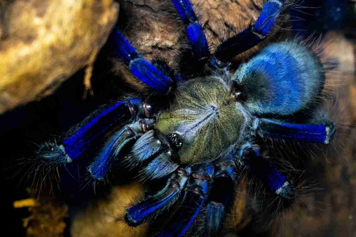 Blue Hair Spider Species - wide 7