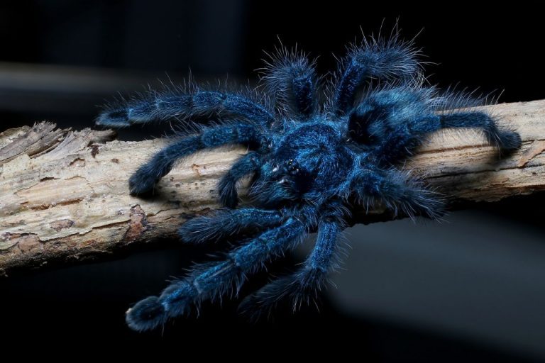 Blue Hair Spider Care - wide 5