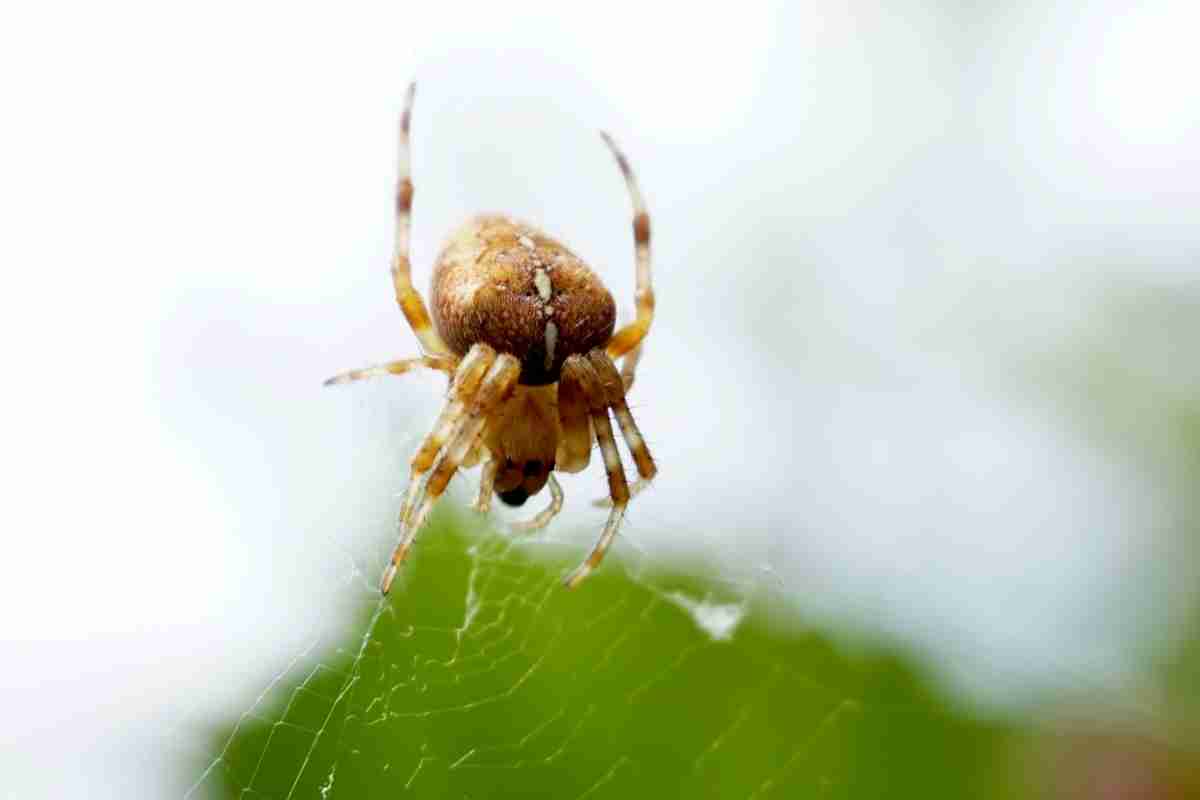 7 Reasons Why Spiders Sleep: Why It’s Important!