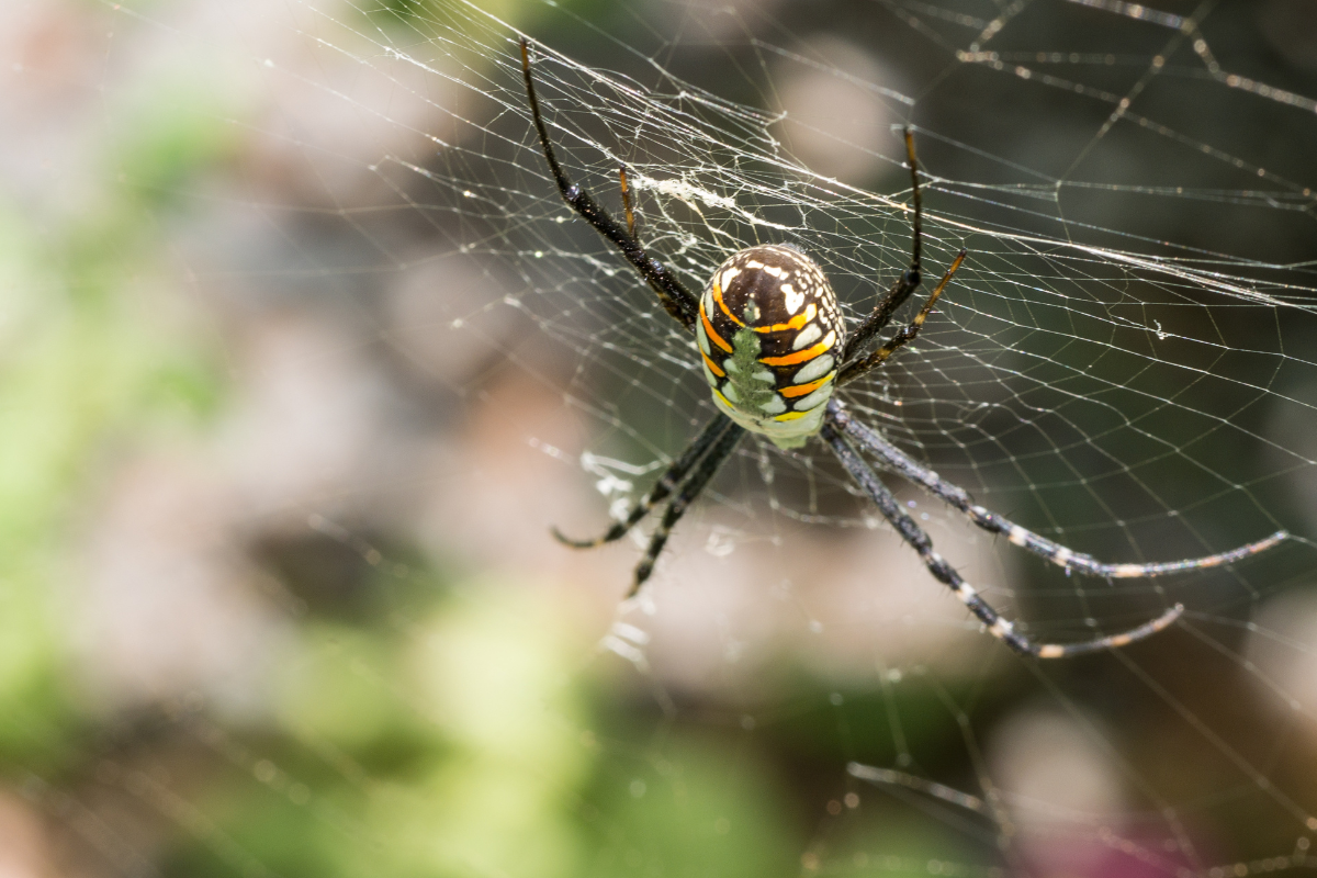 Do Spiders Fart?