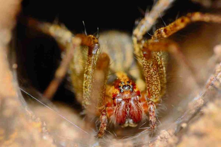 Do Spiders Have Teeth? Spiders