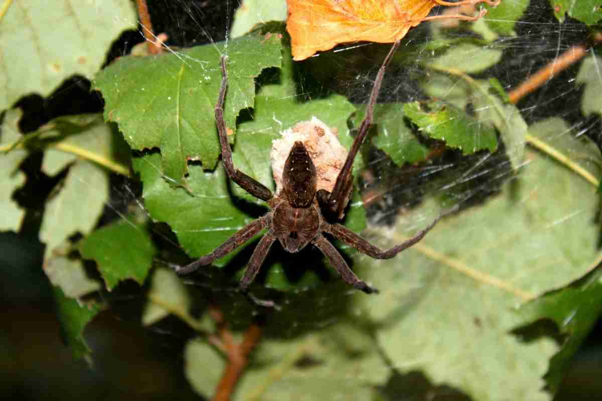 Are Fishing Spiders Poisonous? (Detailed Guide) | Spiders Planet