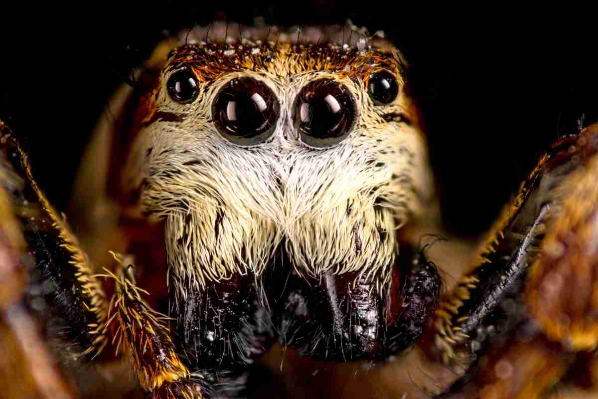 Can Spiders See Humans? Eye-Opening Facts!