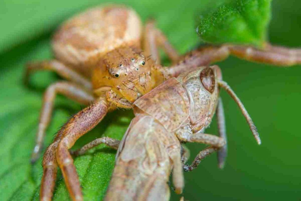 spider eating a grasshopper