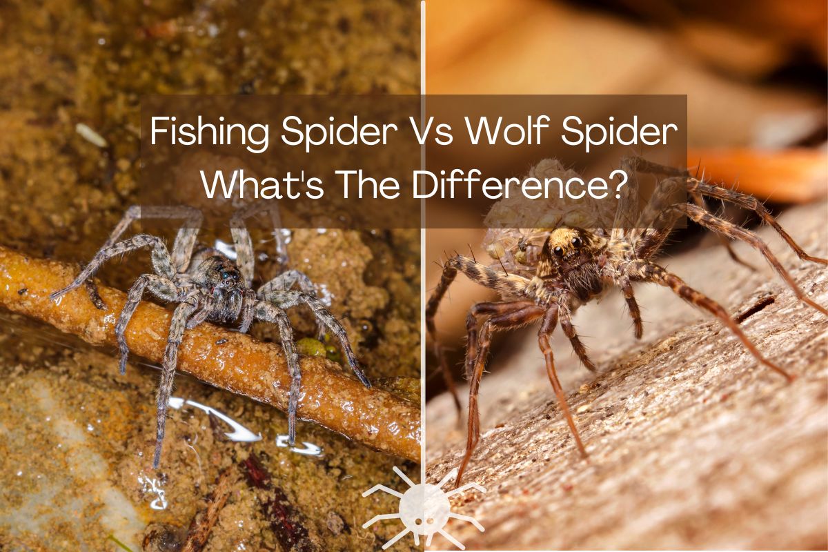 Fishing Spider Vs Wolf Spider: What’s The Difference?