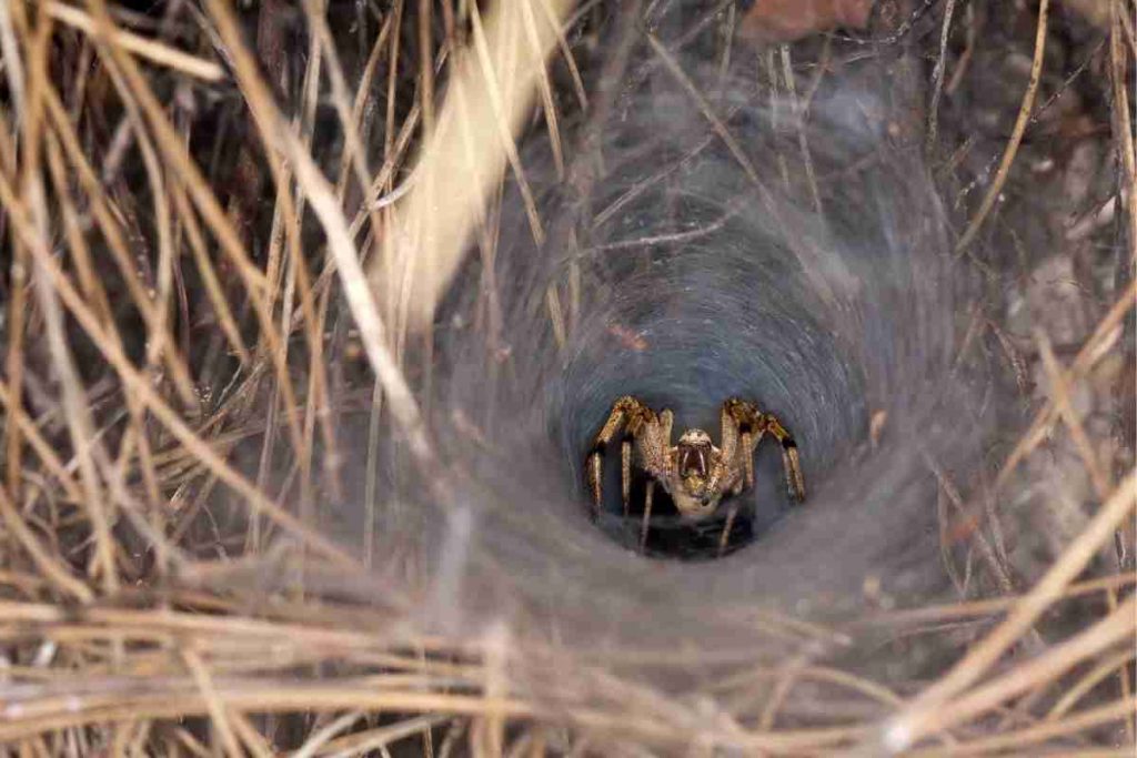 Fishing Spider Vs Wolf Spider: What's The Difference?