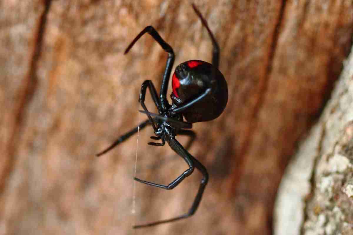 Do Wolf Spiders Eat Black Widows? Spiders