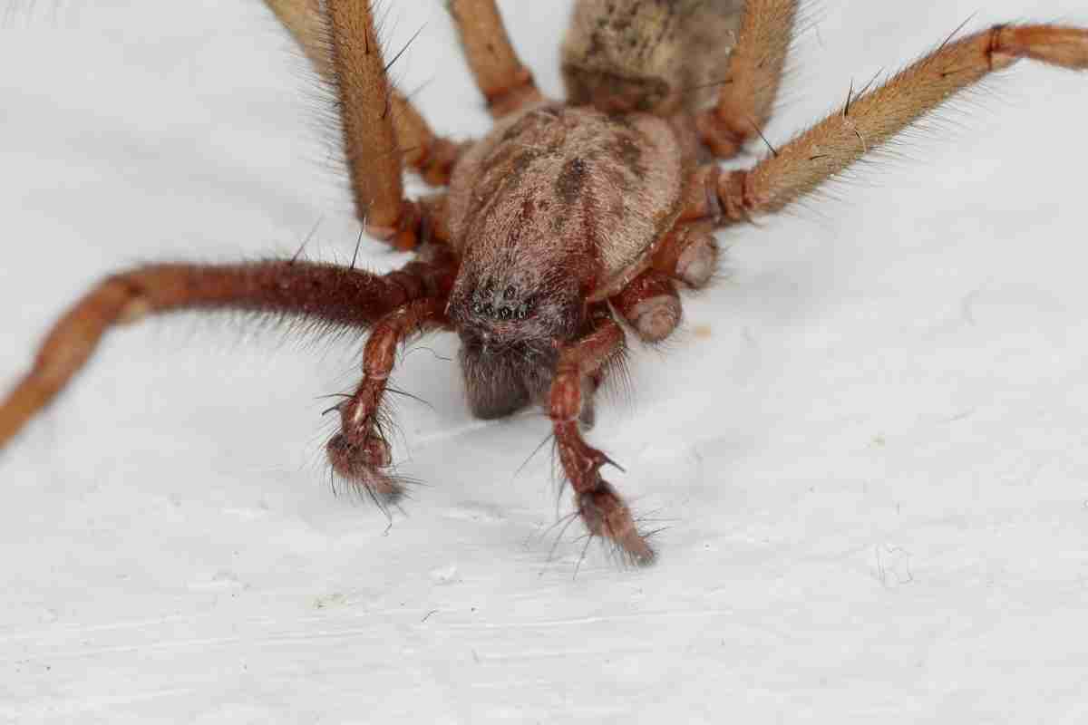 Do Spiders Really Feel Pain? (Sensing Injuries)