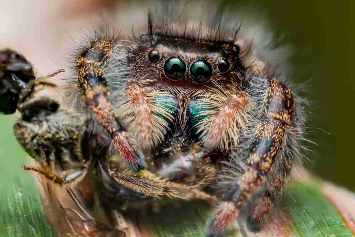 Do Spiders Have Tongues? (Spider’s Mouth Structure)