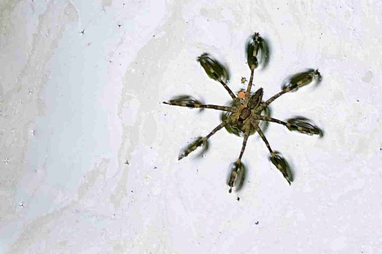 What Do Fishing Spiders Eat Detailed Guide Spiders Planet