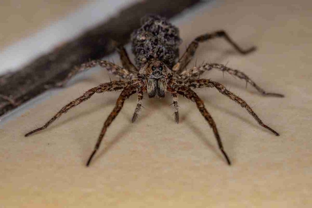 How To Get Rid Of Wolf Spiders In Your House For Good - trj2v4k