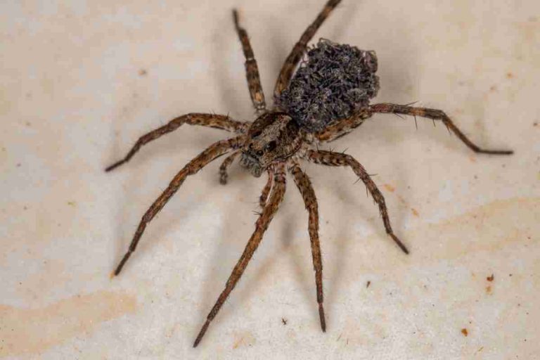 Do Wolf Spiders Eat Black Widows? Spiders