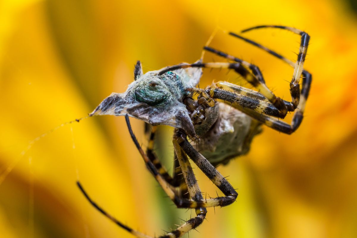 Do Spiders Eat Dead Insects? Are They Healthy? Spiders