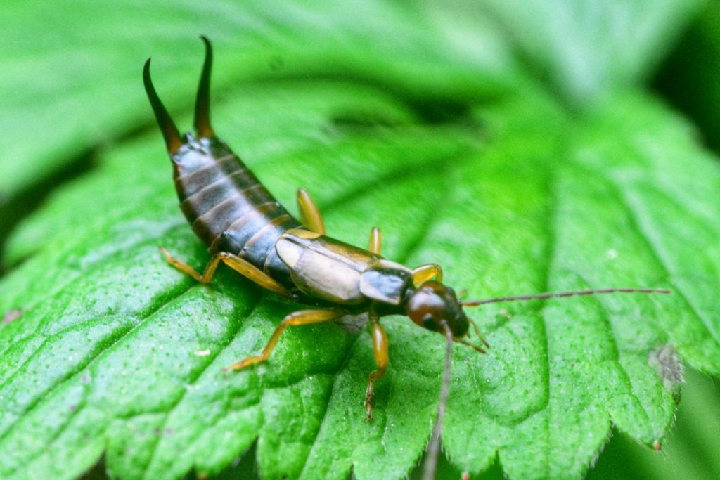 Do Spiders Eat Earwigs