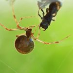 Do Spiders Really Eat Earwigs?