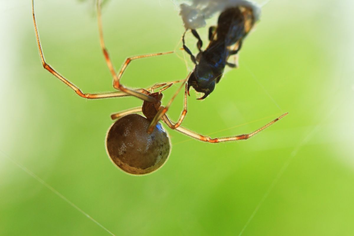Do Spiders Really Eat Earwigs?