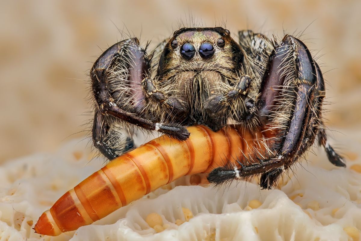 Do Spiders Eat Caterpillars? Are They Safe?