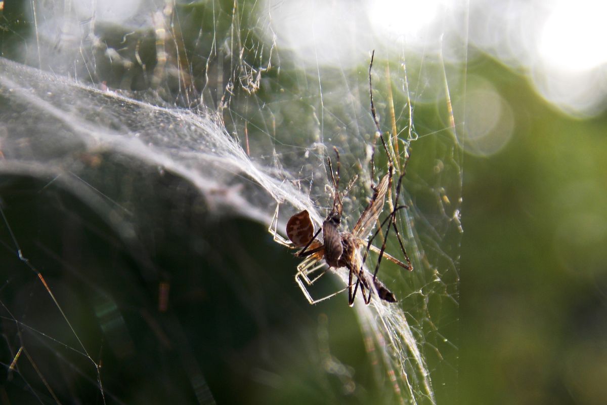 do-spiders-eat-mosquitoes-spiders-planet