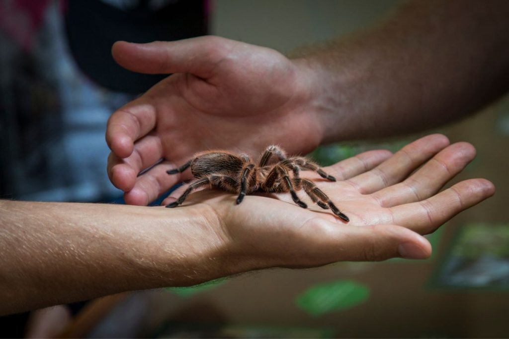 Do Spiders Eat Caterpillars Are They Safe Spiders Planet