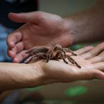 Do Spiders Really Poop? (Identification, Location)
