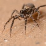 How Long Can A Wolf Spider Live Without Food?