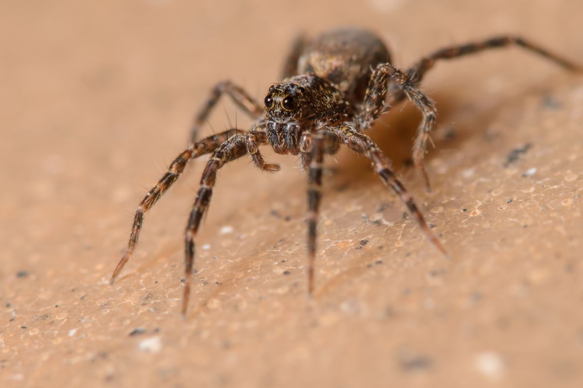 How Long Can A Wolf Spider Live Without Food?