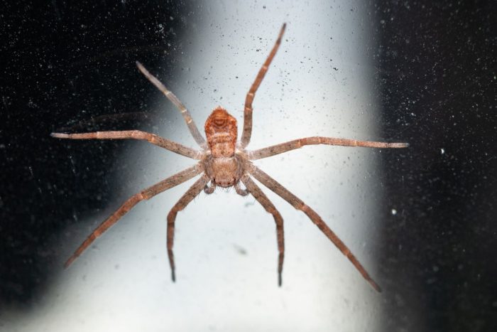 Can Spiders Climb Glass