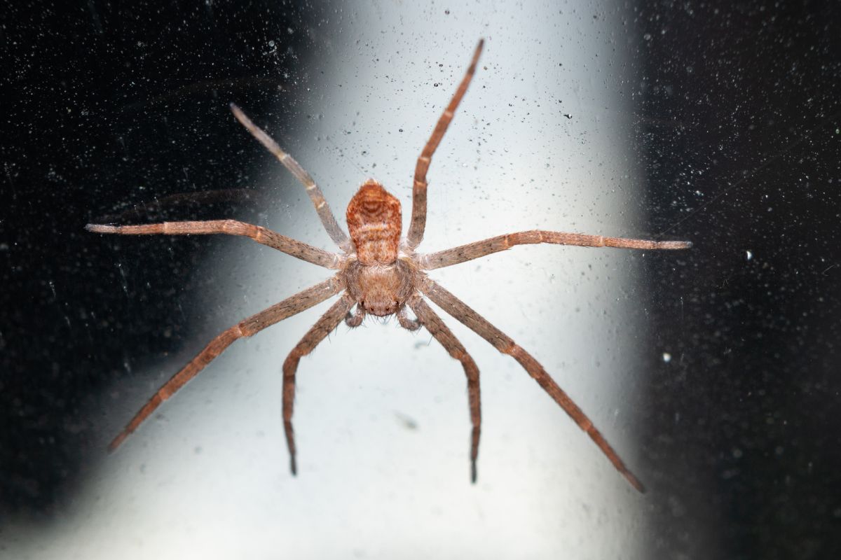 Can Spiders Climb Glass? Detailed Guide! Spiders