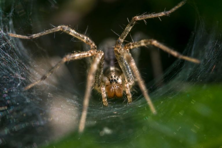 How Long Can A Wolf Spider Live Without Food? | Spiders Planet