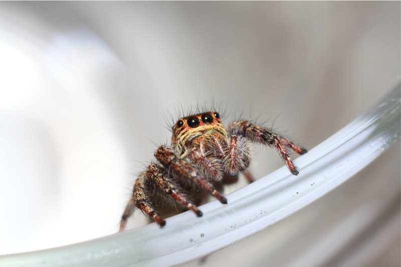 Are Jumping Spiders Really Friendly?