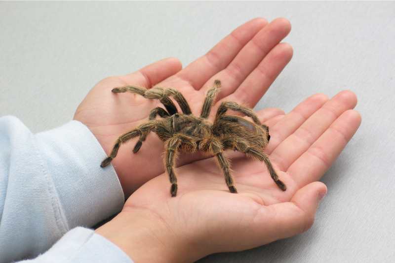 11 Pet Spiders Perfect For Beginners