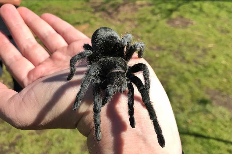 wandering spider pet