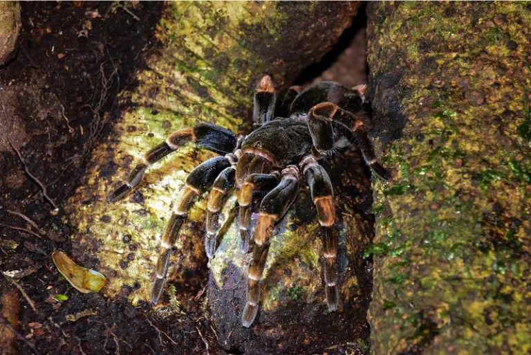 Can (And Do) Tarantulas Eat Mealworms? Spiders